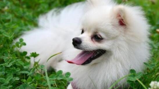 博美虽然它酷似狐狸 但它的性格与狡猾的狐狸截然不同 博美犬 狐狸