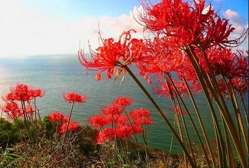 秋分：浓淡分秋看此花_腾讯新闻