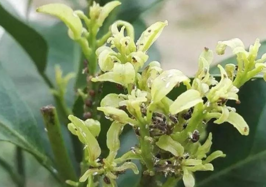 柑橘|柑橘蚜虫——秋梢期间，要时刻警惕秋梢杀手