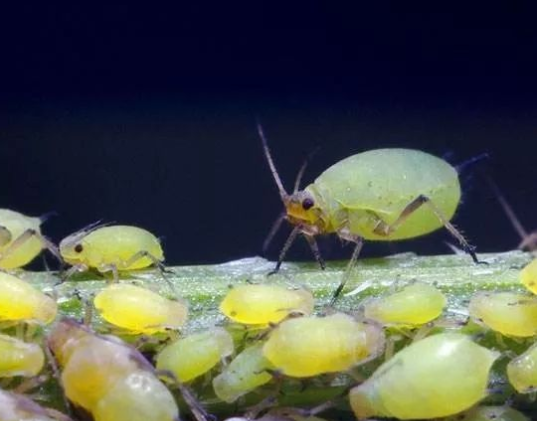 柑橘|柑橘蚜虫——秋梢期间，要时刻警惕秋梢杀手