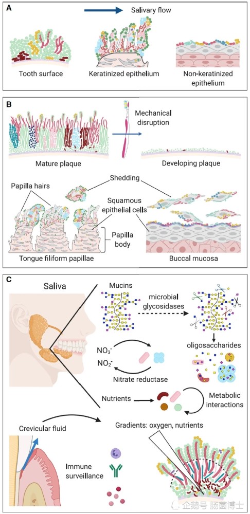微生物|口臭由微生物引起？让我们来近距离看一看，口腔里的微生物