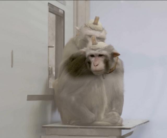 猴子|比利时实验室在猴子头骨钻洞做脑功能研究，称“会使千万人受益”