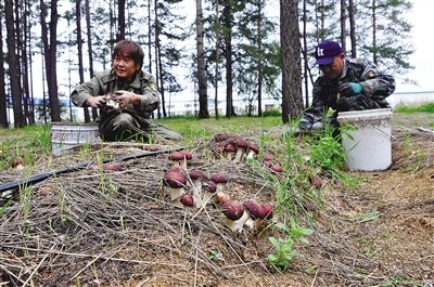 小小赤松茸 綠色脫貧路——鄂倫春旗克一河鎮食用菌農民專業合作社林