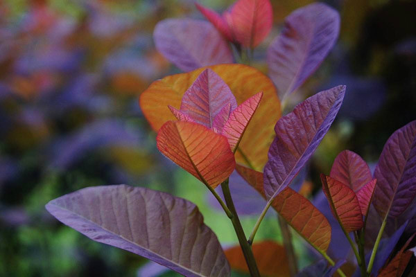 紫叶红栌栽培技术和繁殖方法