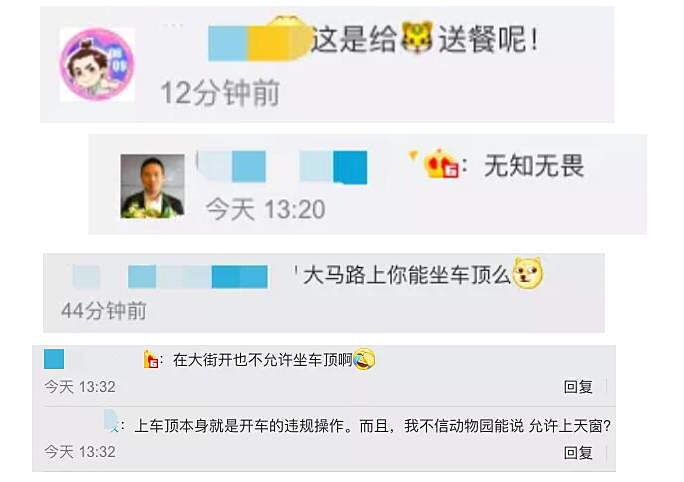 北京野生动物园|女孩野生动物园坐车顶观光，游客：这是来给老虎“送外卖”的？