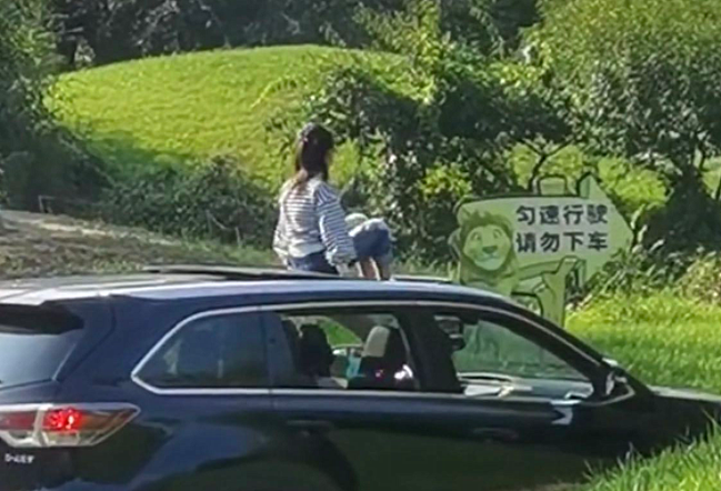 北京野生动物园|女孩野生动物园坐车顶观光，游客：这是来给老虎“送外卖”的？