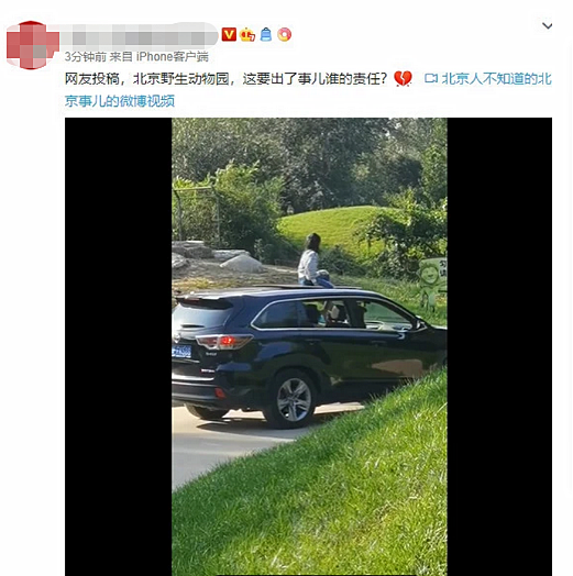 北京野生动物园|女孩野生动物园坐车顶观光，游客：这是来给老虎“送外卖”的？