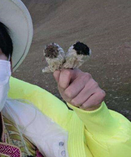 雪兔子|水母雪兔子一身本领，却躲不过摧花辣手