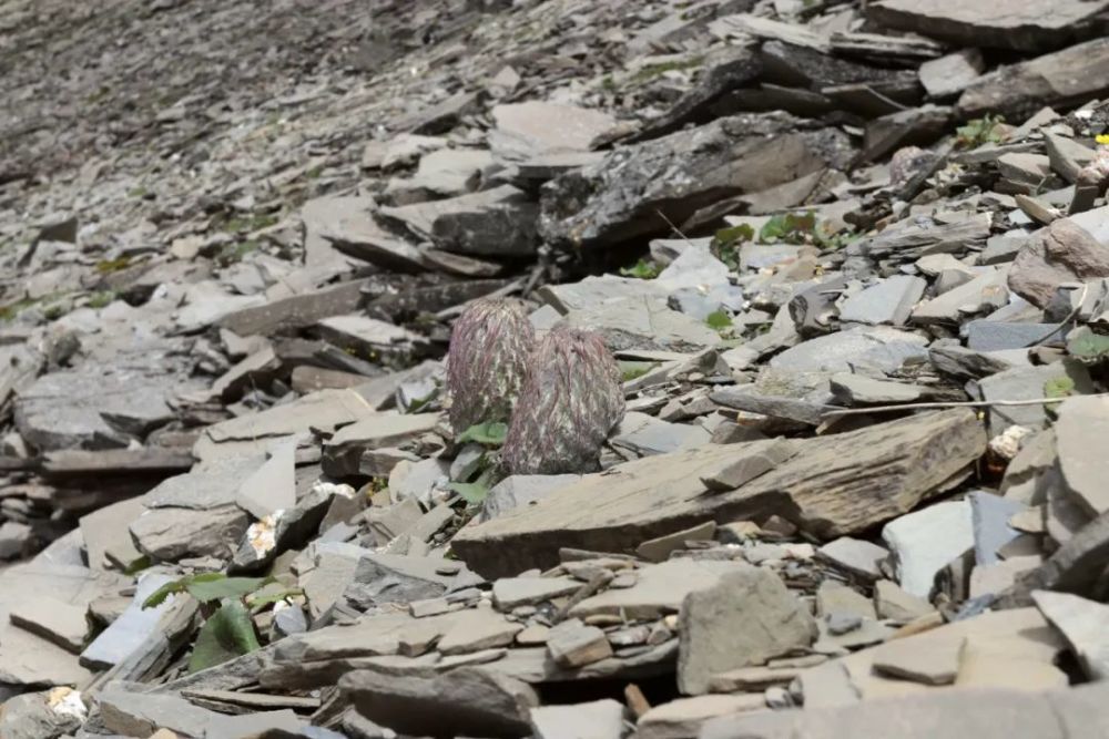 雪兔子|水母雪兔子一身本领，却躲不过摧花辣手