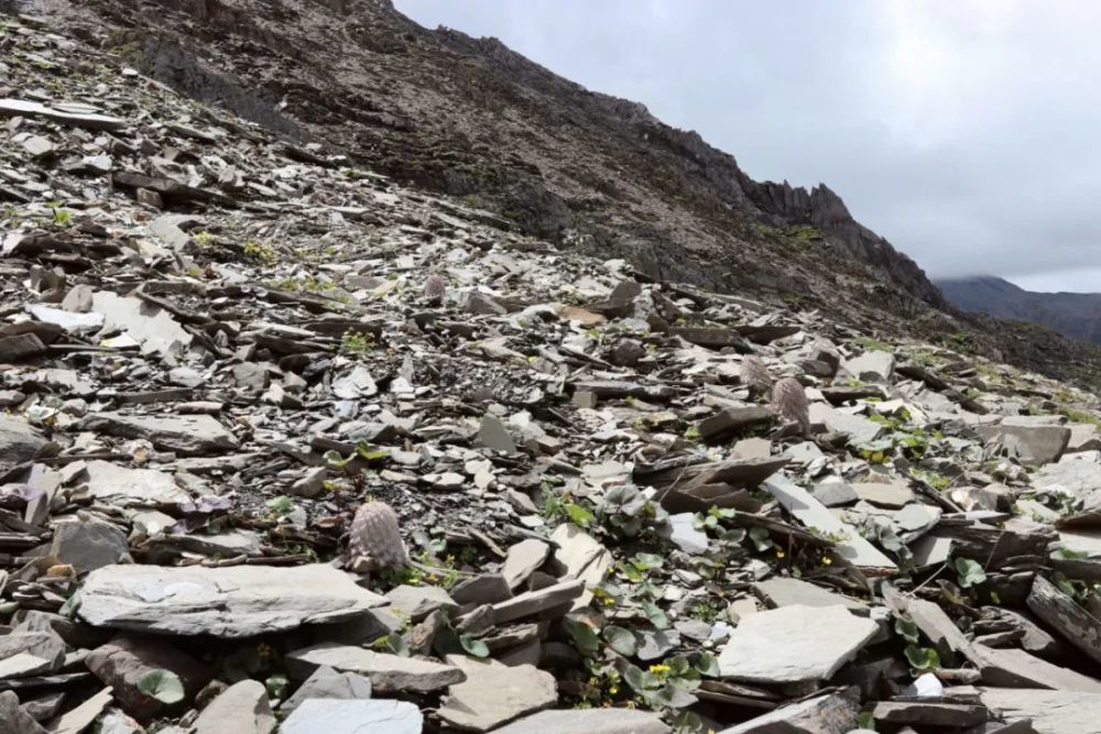 雪兔子|水母雪兔子一身本领，却躲不过摧花辣手