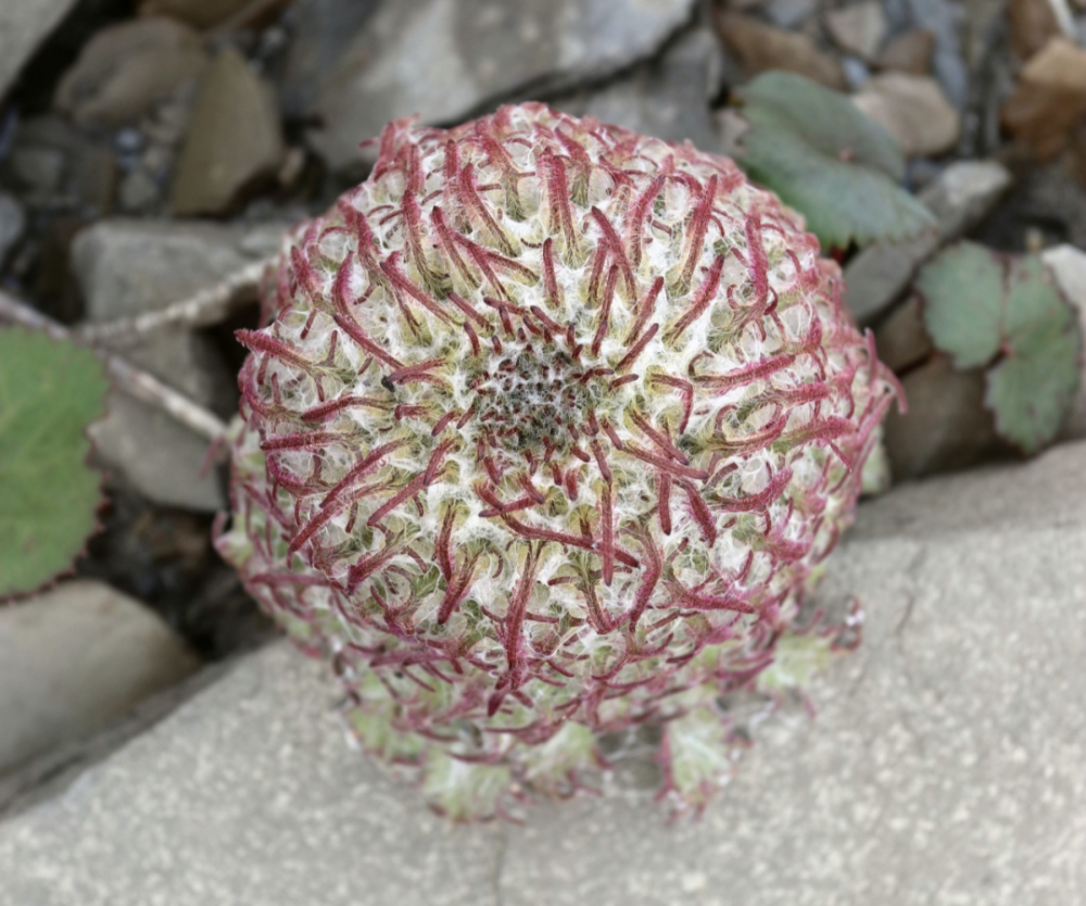 雪兔子|水母雪兔子一身本领，却躲不过摧花辣手