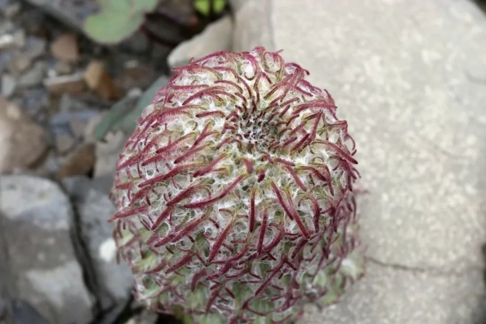 雪兔子|水母雪兔子一身本领，却躲不过摧花辣手