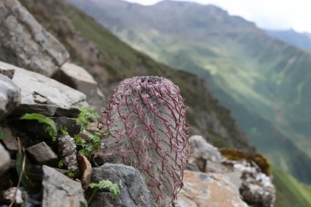 雪兔子|水母雪兔子一身本领，却躲不过摧花辣手