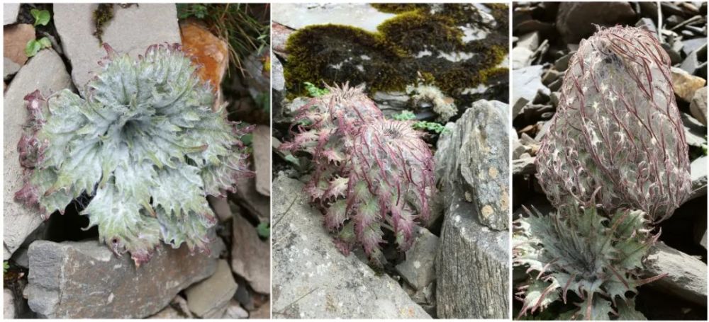 雪兔子|水母雪兔子一身本领，却躲不过摧花辣手