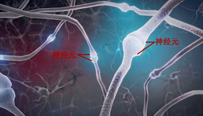 神经元|科学家研发新技术能够发现感觉神经元和免疫细胞之间的相互作用