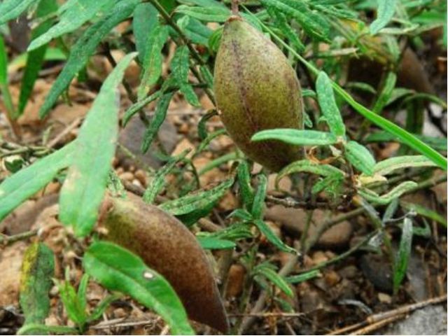 农村一种野瓜,俗称"羊不奶",是通乳和治腰酸背痛的一把好手