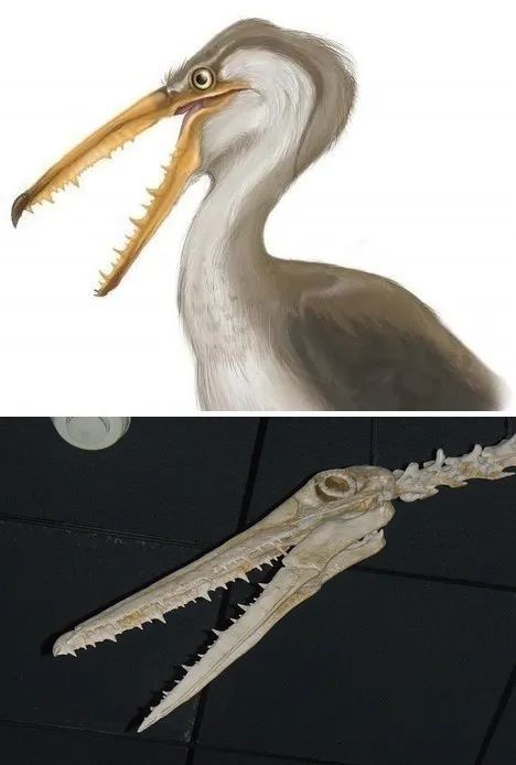 牙齿|鸟为啥没有牙？它们的蛋为啥不是正球形？