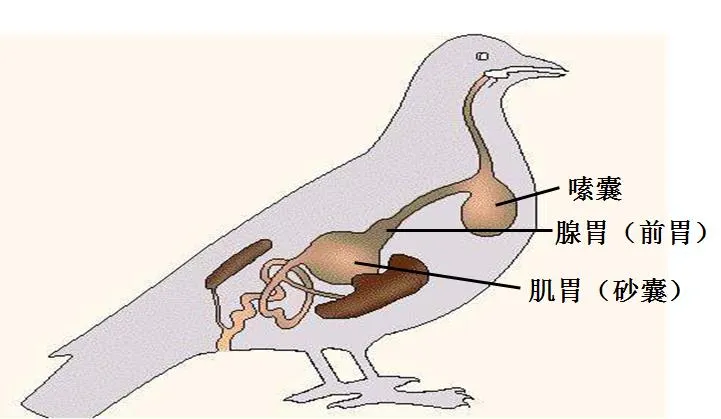 牙齿|鸟为啥没有牙？它们的蛋为啥不是正球形？