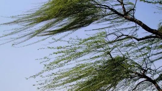 天气丨大风傍晚将减弱昼夜温差超10