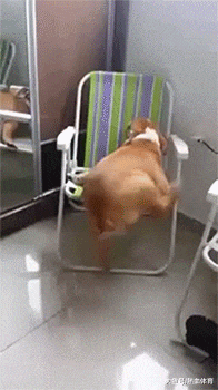 猪狗是什么成语_猪狗不如图片(2)
