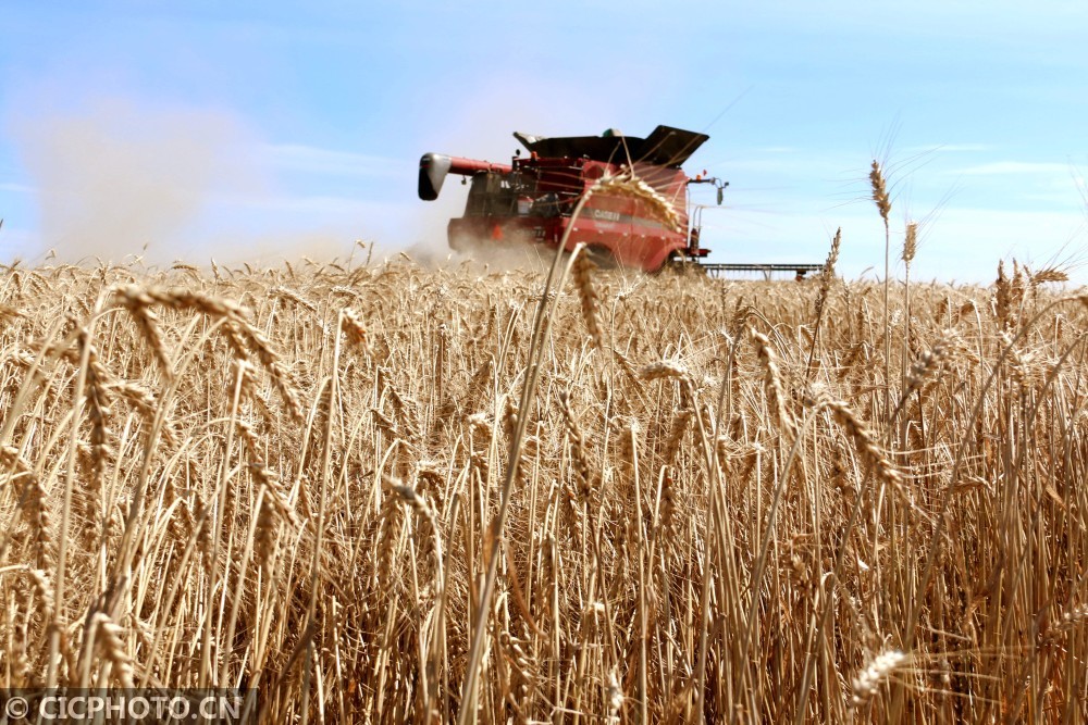 黑龙江垦区农民正在抢收优质小麦,新疆哈密枣农在晾晒大枣,山西运城