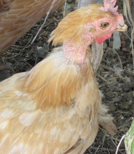 鸡掉毛怎么办?营养,环境原因?