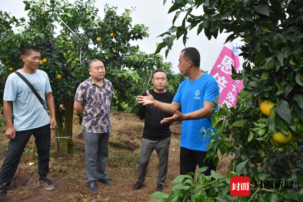 9月18日,在四川自贡荣县留佳镇八角村6组,甘绍文的爱媛38果园里,一批