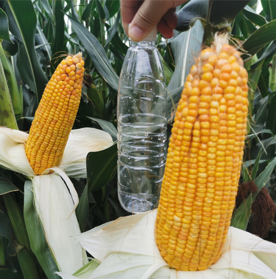 玉米种子避免风险,先要"四看"审定公告!_腾讯新闻