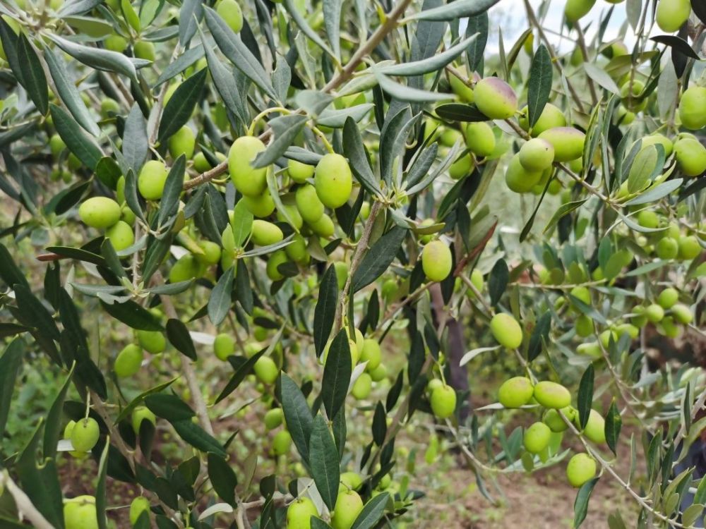会东县:发展油橄榄种植,让贫瘠的山地长出希望之果