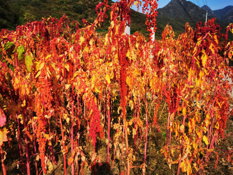 门头沟区|黑色煤村变身“网红打卡地”，门头沟这个花海值得一去