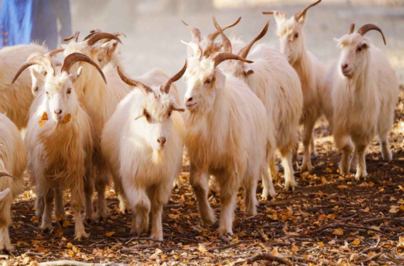 白绒山羊作者:武晓娟地理标志证明商标:阿拉善白绒山羊三等奖作品名称