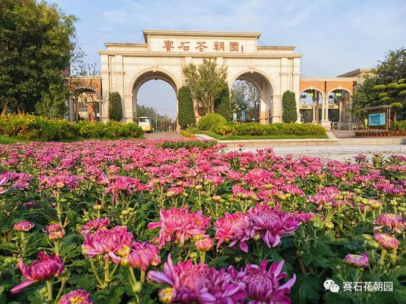 高唐赛石花朝园"第六届秋季花展"即将隆重开幕