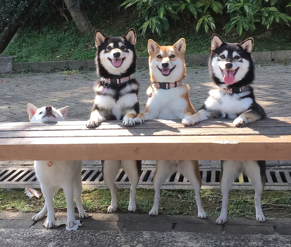 香港四只狗狗拍合影小柴犬总是搞怪很可爱登上英国报纸