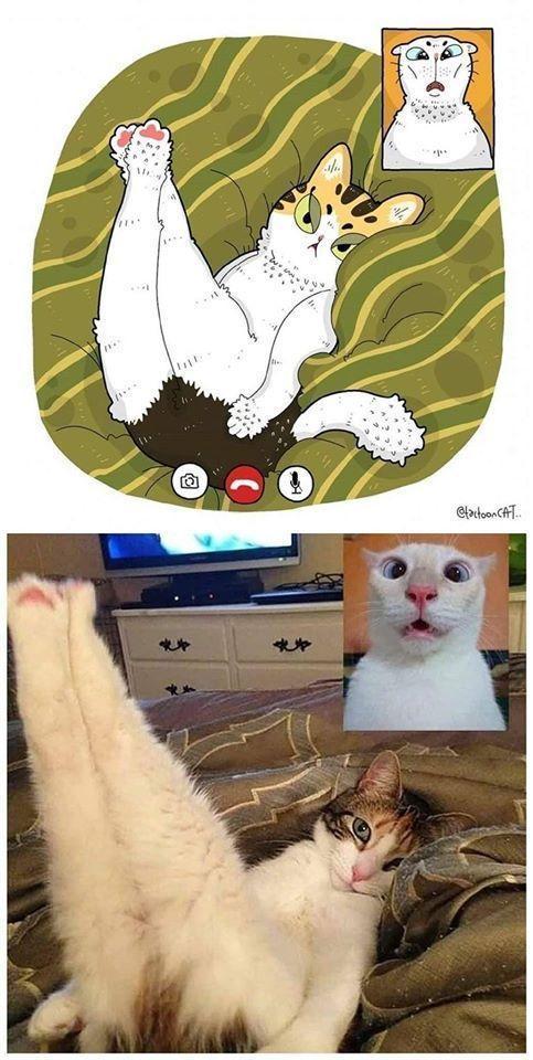 猫主子被主人捕捉的优雅时刻漫画家的鬼畜猫咪漫画合集