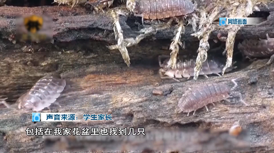 昆明几所中学9万学生全城找鼠妇做实验，家长们纷纷行动