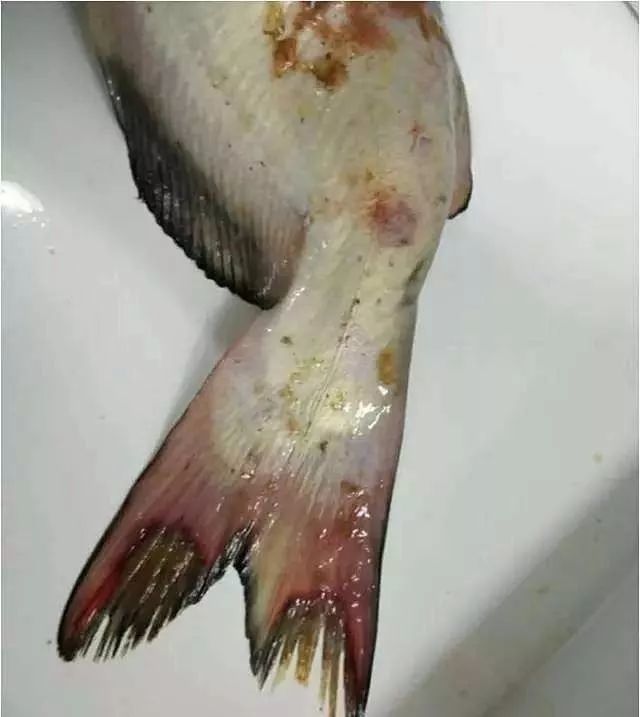 秋季斑点叉尾鮰常见的三种细菌性疾病需要引起重视