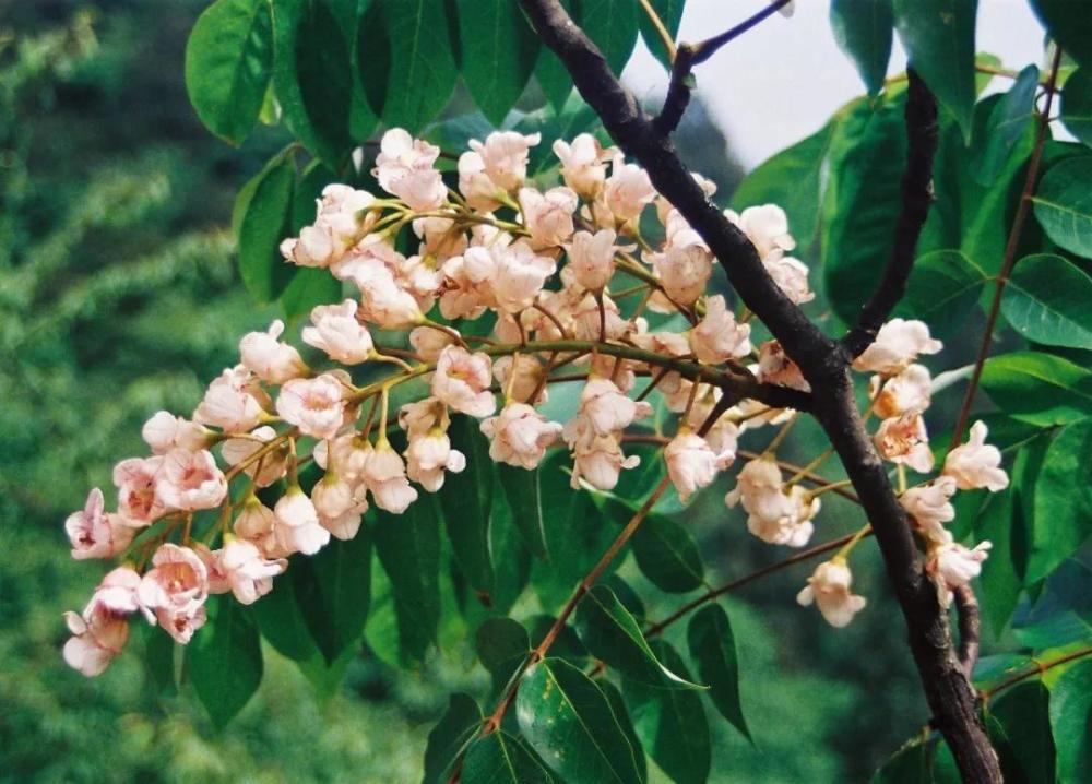 伯乐树 bretschneidera sinensis