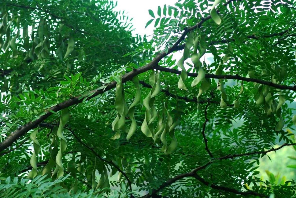 绒毛皂荚 gleditsia japonica