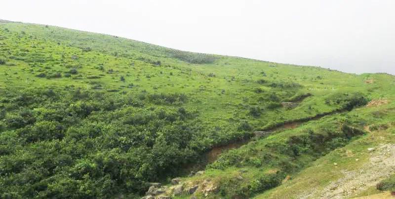 湖南省草原类型多样,牧草种类繁多,共有暖性灌草丛,热性灌草丛,低地