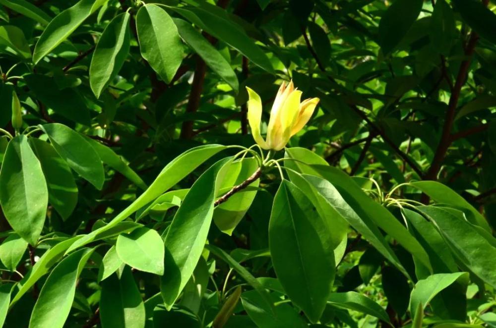 落叶木莲 manglietia decidua