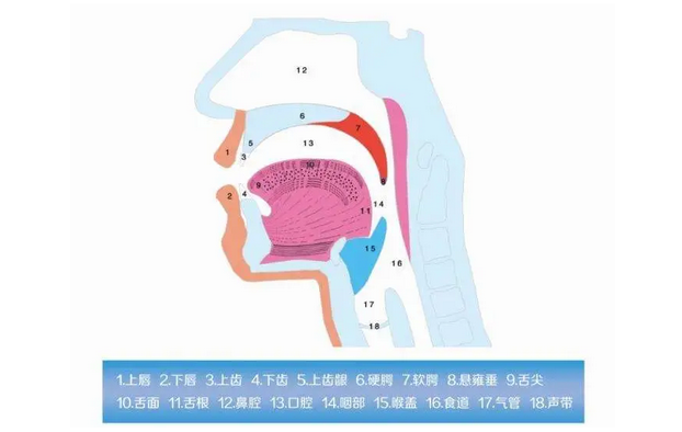 发音不清之腭化构音训练案例