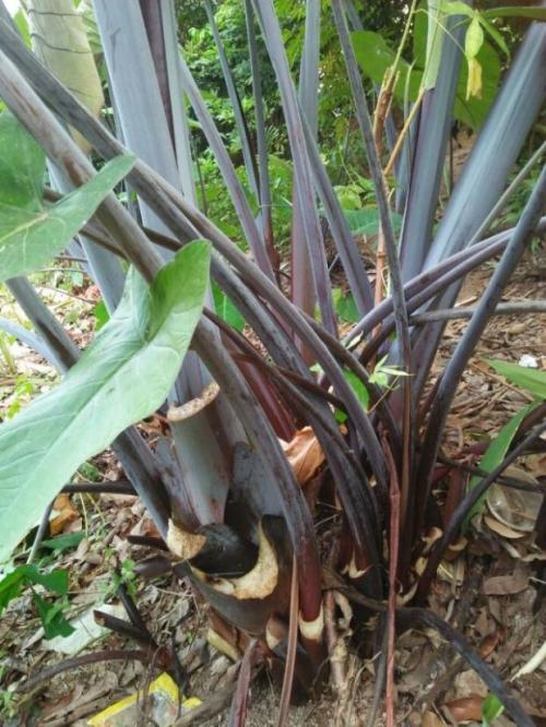 植物|1种植物生得好，茎、根、花全能吃，营养丰富，全身是宝