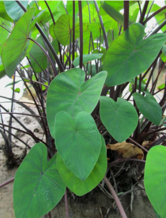 植物|1种植物生得好，茎、根、花全能吃，营养丰富，全身是宝