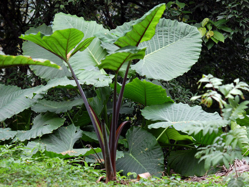 植物|1种植物生得好，茎、根、花全能吃，营养丰富，全身是宝