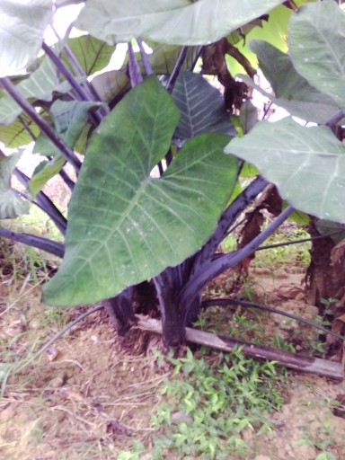 植物|1种植物生得好，茎、根、花全能吃，营养丰富，全身是宝