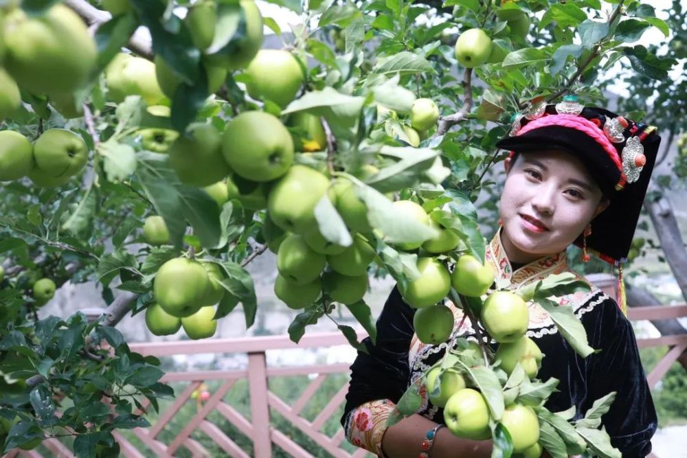 小金县苹果丰收啦!脆甜多汁的苹果等你来摘!_腾讯新闻