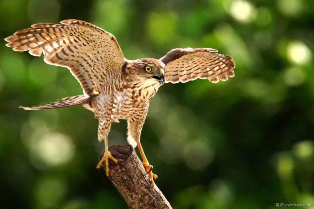 胡同|鹞儿胡同，在建筑中听历史的声音