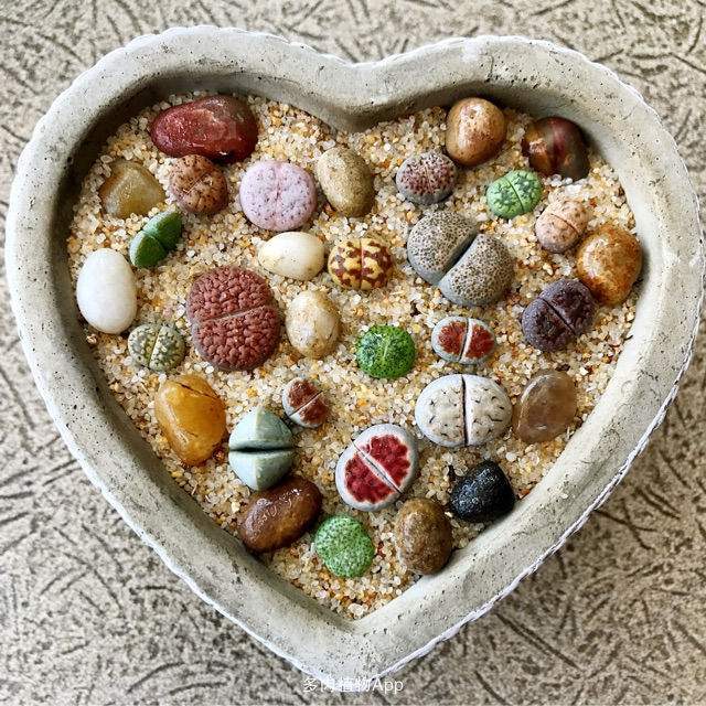 生石花用这些品种拼盘便宜又好看