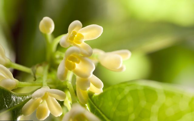 玉蟾凉,桂枝香,秋色满人间