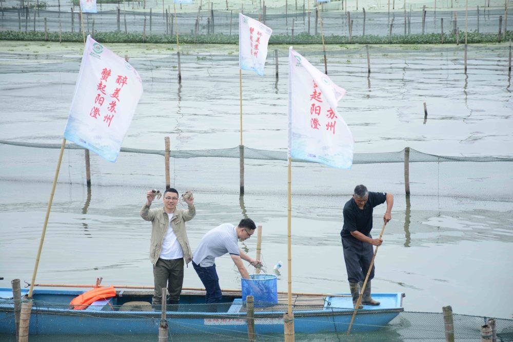 阳澄湖大闸蟹|阳澄湖大闸蟹开捕：两种蟹扣一种品质 科学养殖成主流